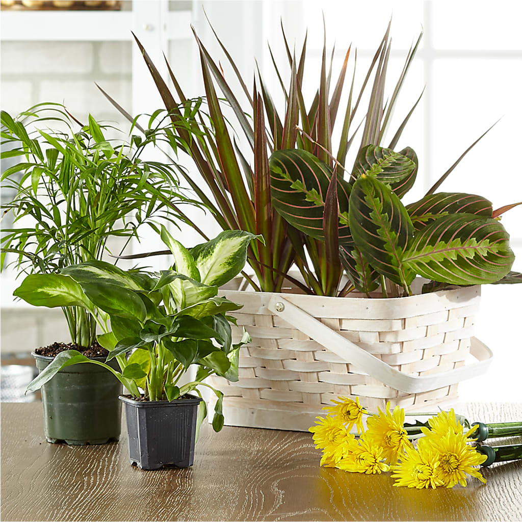 Florist Designed Blooming and Green Plants in a Basket – Floreria Mexico #2, Torrance CA