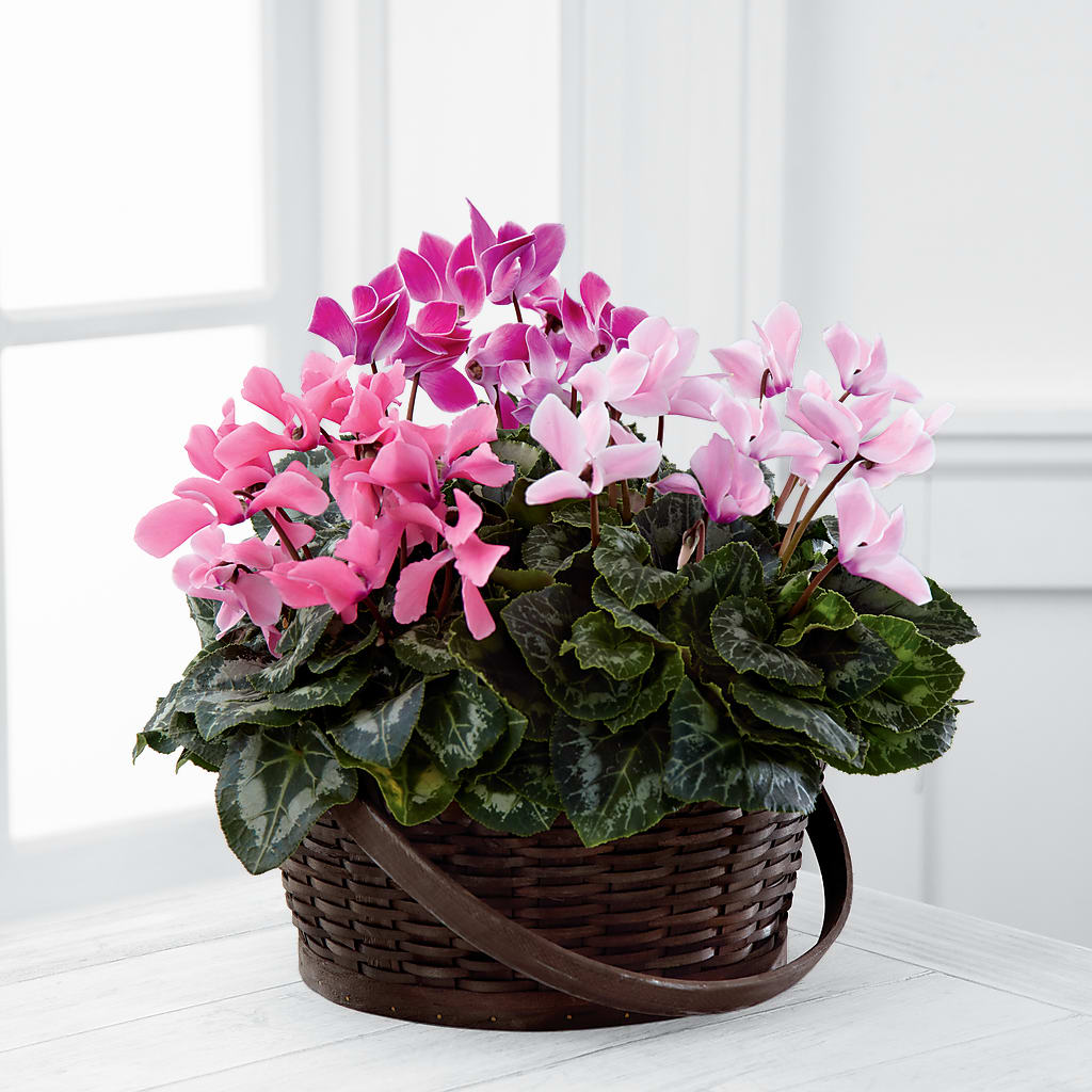 Mixed Cyclamen Planter – Floreria Mexico #2, Torrance CA