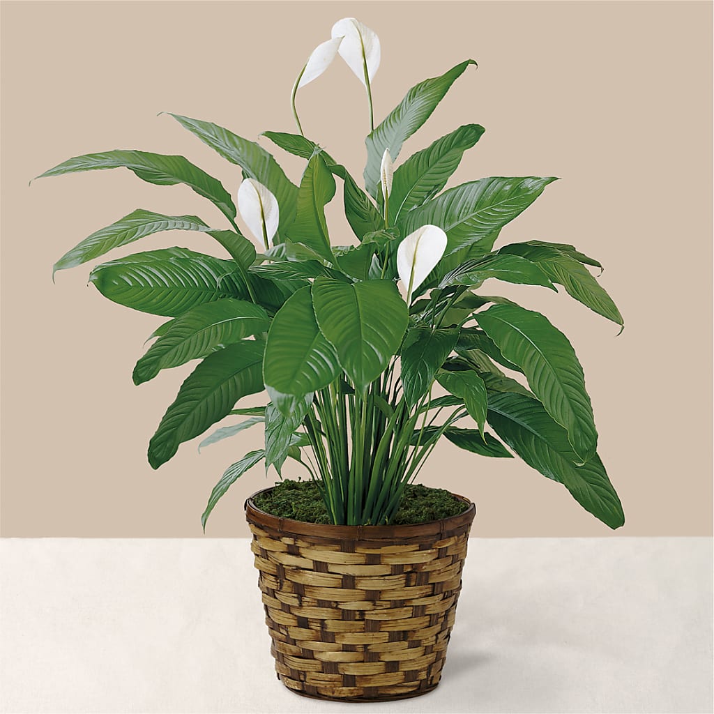 Tranquil Moments Peace Lily Plant – Floreria Mexico #2, Torrance CA
