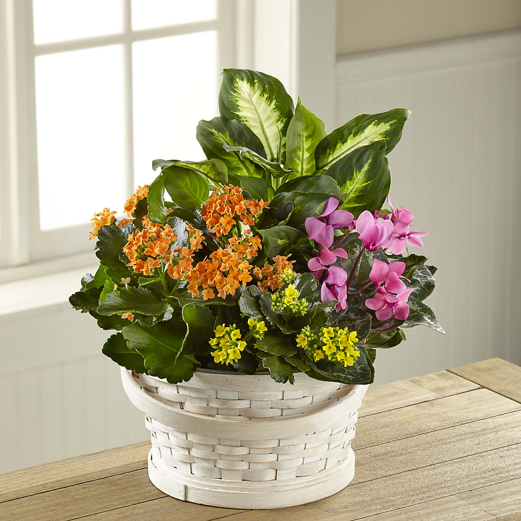Color Crush Dishgarden – Floreria Mexico #2, Torrance CA