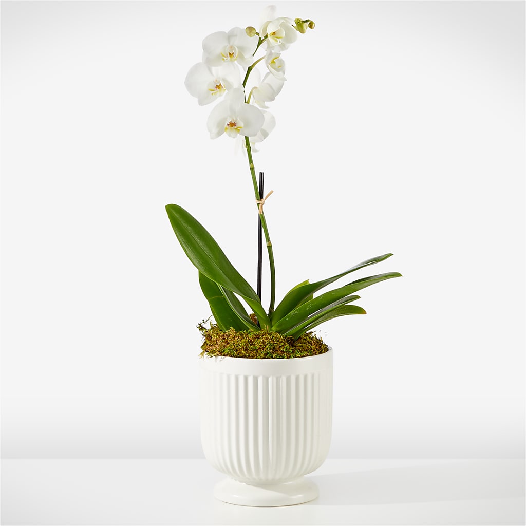 Whispering White Orchid – Floreria Mexico #2, Torrance CA