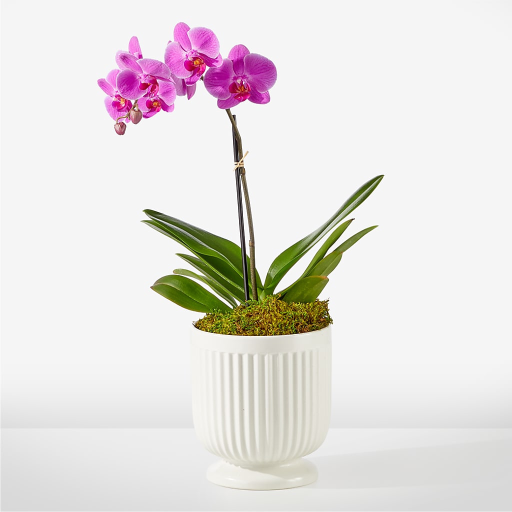 Friendly Fuchsia Orchid – Floreria Mexico #2, Torrance CA