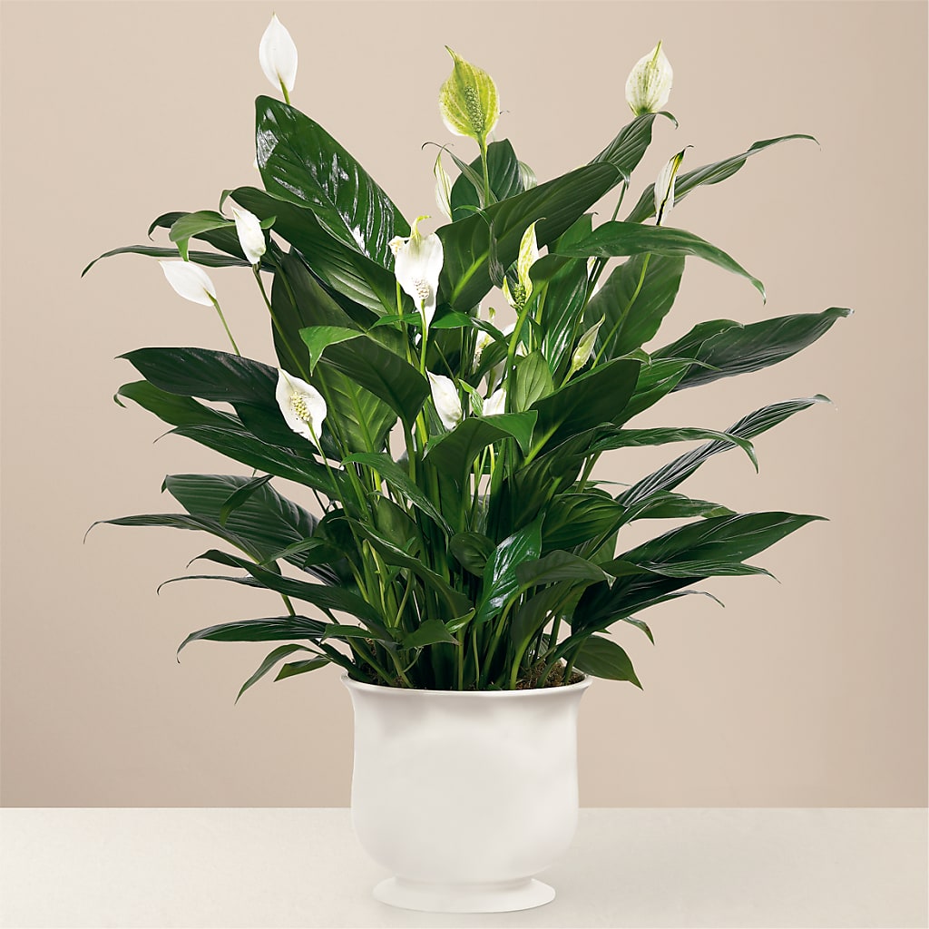 Comfort Planter – Floreria Mexico #2, Torrance CA