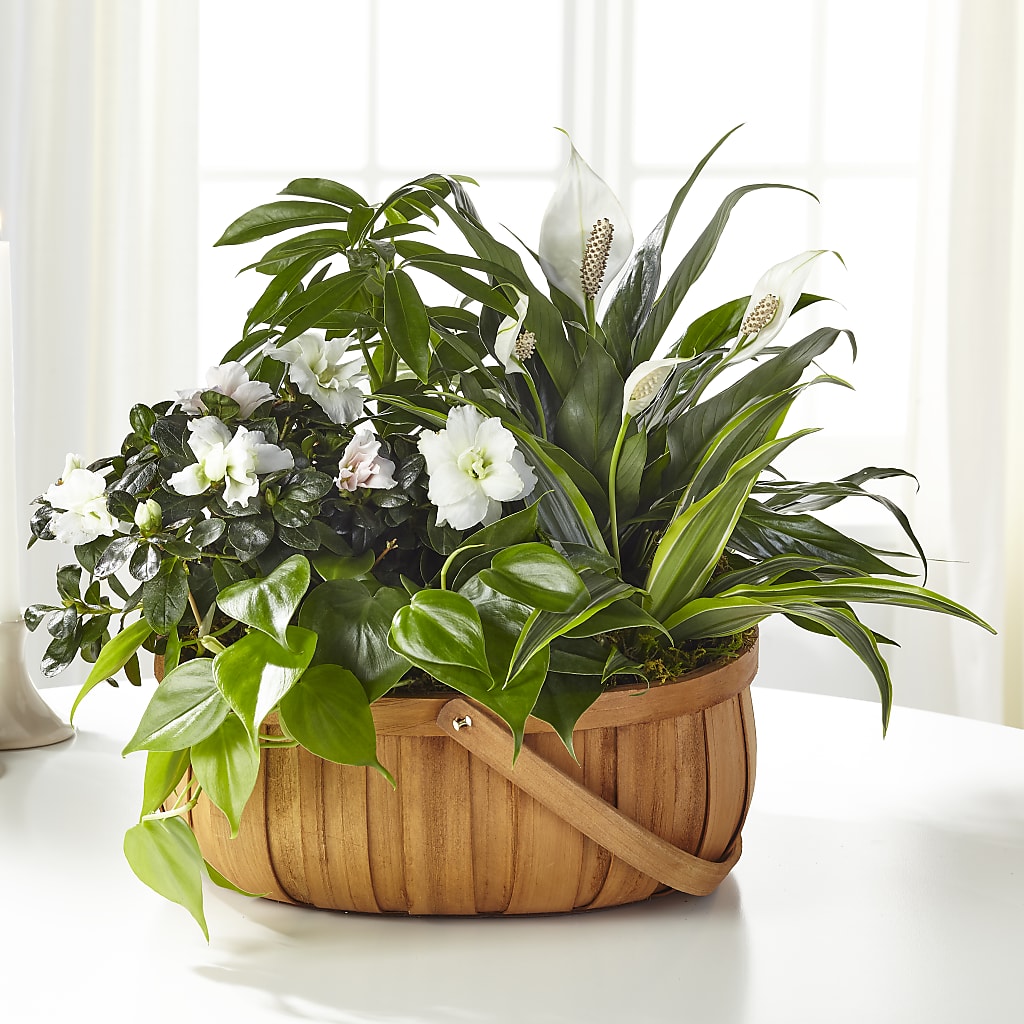 Serene Dishgarden – Floreria Mexico #2, Torrance CA
