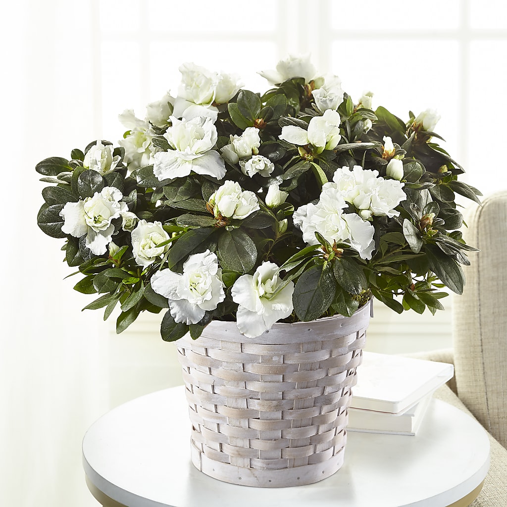 White Azalea Plant – Floreria Mexico #2, Torrance CA