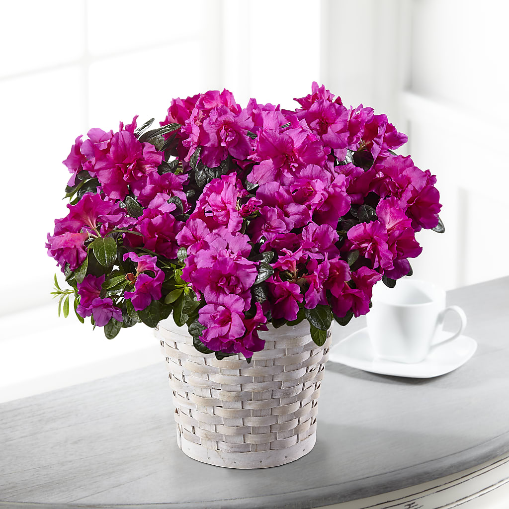 Hope & Serenity Azalea Plant – Floreria Mexico #2, Torrance CA