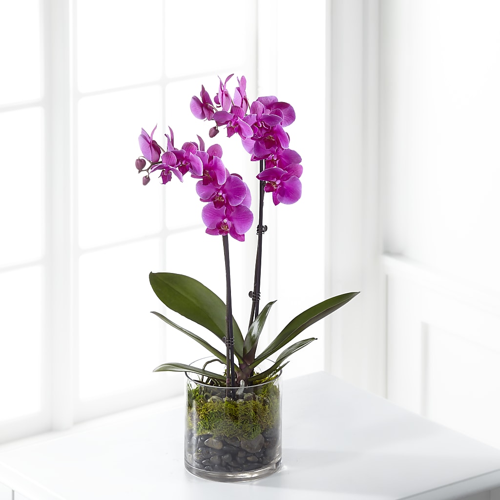 Pink Orchid Plant – Floreria Mexico #2, Torrance CA