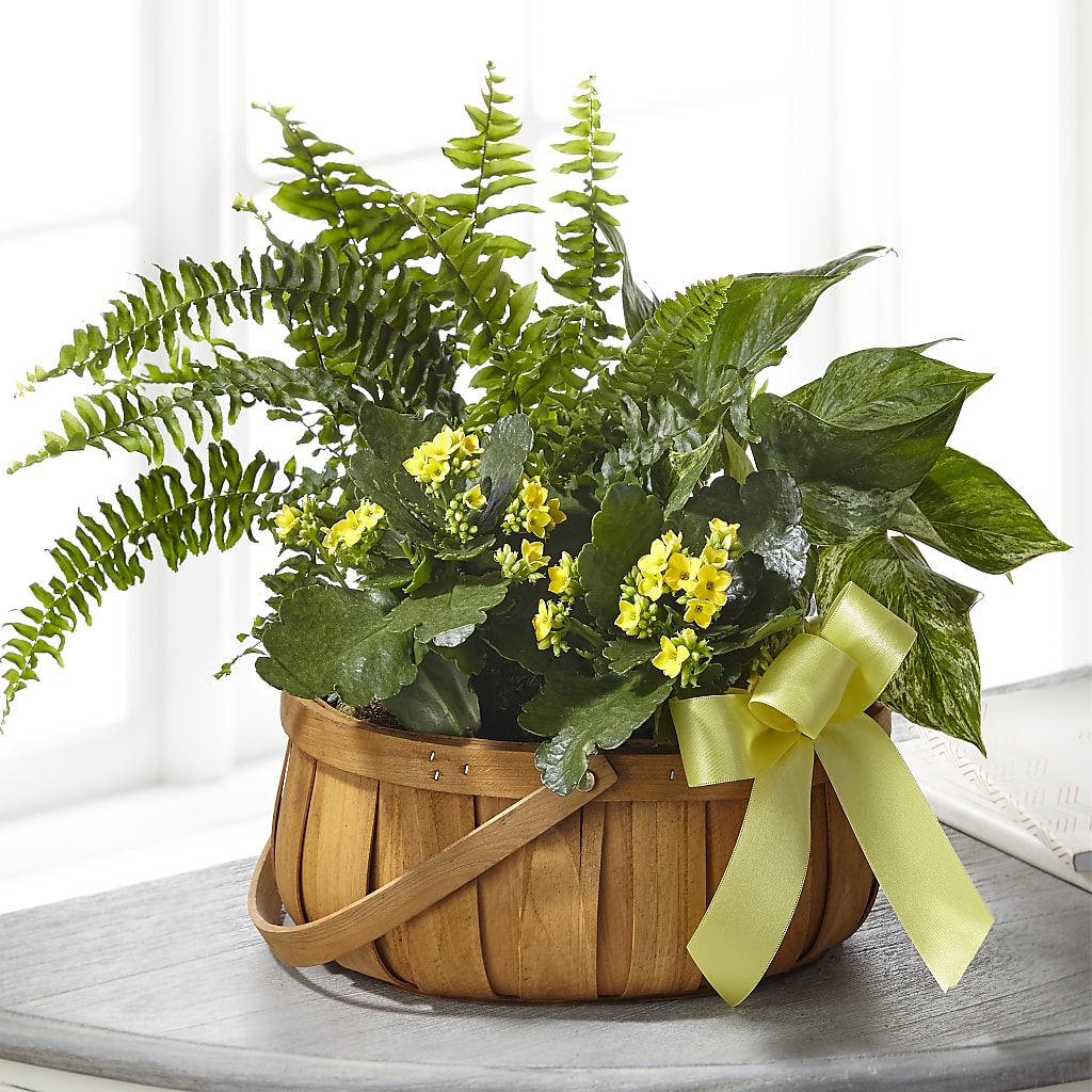 Always Dear Dishgarden – Floreria Mexico #2, Torrance CA