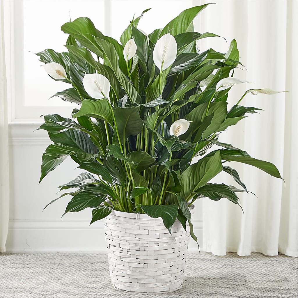 A New Leaf Peace Lily – Floreria Mexico #2, Torrance CA