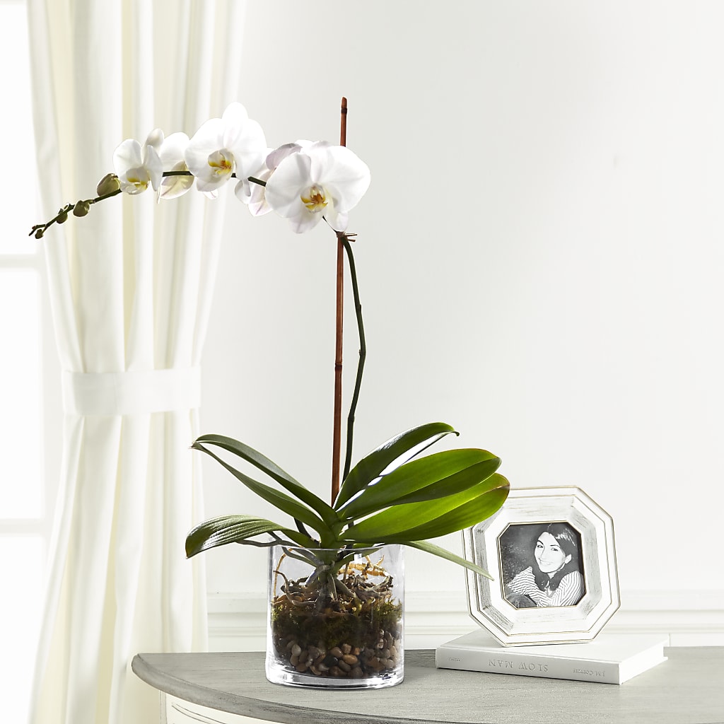 White Orchid Planter – Floreria Mexico #2, Torrance CA