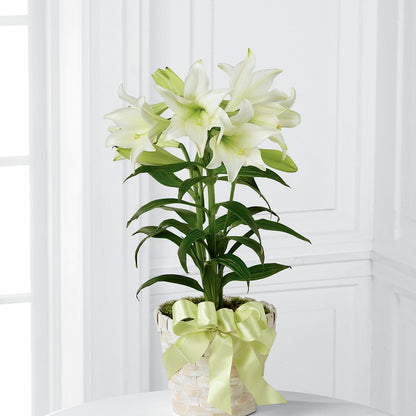 Easter Lily Plant –  Floreria Mexico #2, Torrance CA