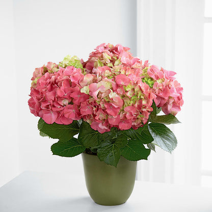 Pink Hydrangea Planter –  Floreria Mexico #2, Torrance CA