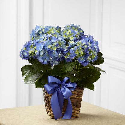 Blue Hydrangea Planter –  Floreria Mexico #2, Torrance CA