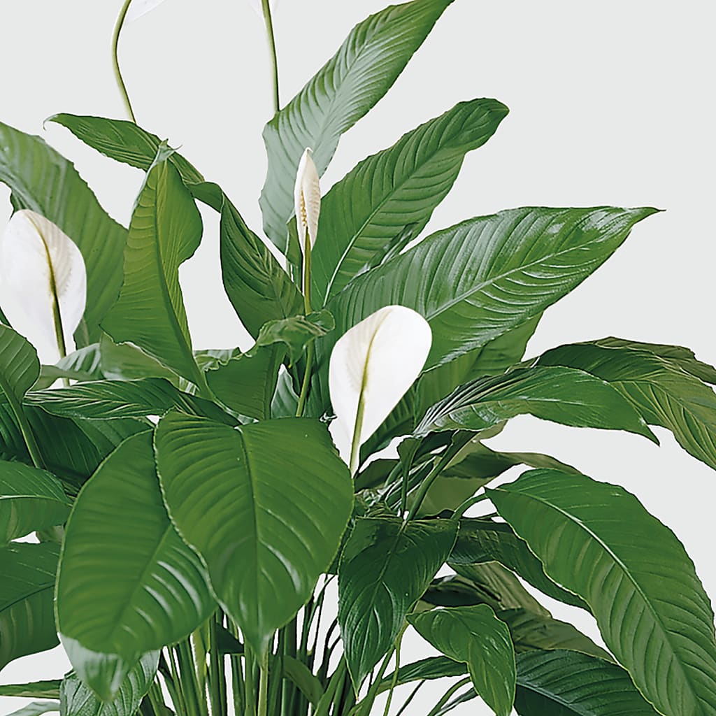 Tranquil Moments Peace Lily Plant –  Floreria Mexico #2, Torrance CA