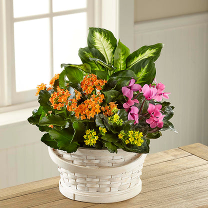 Color Crush Dishgarden –  Floreria Mexico #2, Torrance CA