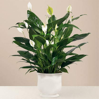 Comfort Planter –  Floreria Mexico #2, Torrance CA