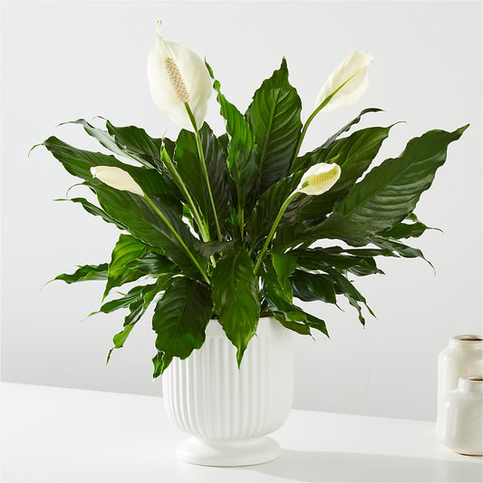 Comfort Planter –  Floreria Mexico #2, Torrance CA
