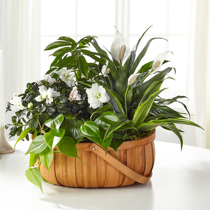 Serene Dishgarden –  Floreria Mexico #2, Torrance CA