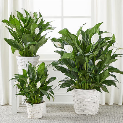 A New Leaf Peace Lily –  Floreria Mexico #2, Torrance CA