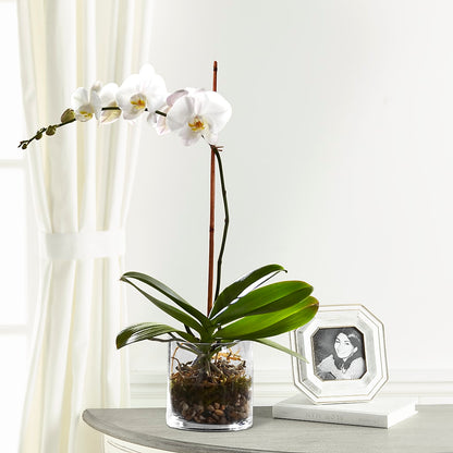 White Orchid Planter –  Floreria Mexico #2, Torrance CA