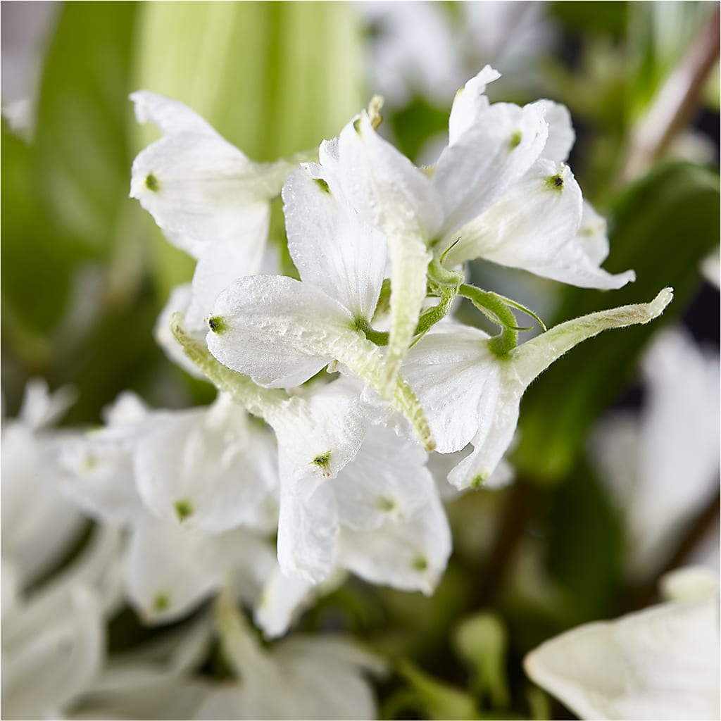 Classic Ivory – A Florist Original –  Floreria Mexico #2, Torrance CA